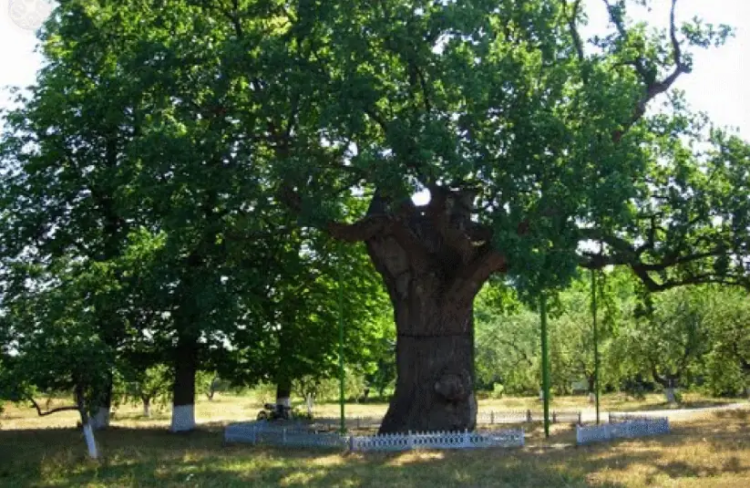 Стріткод — Тарас Шевченко фото